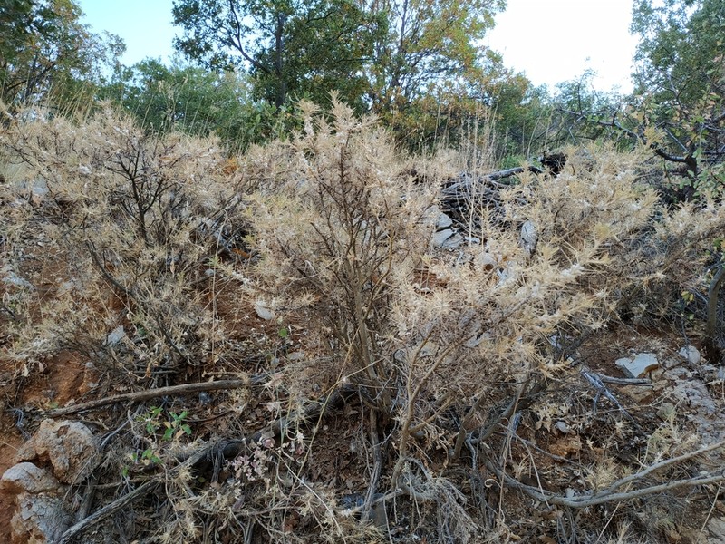 Gum Tragacanth Milkvetch photo 5
