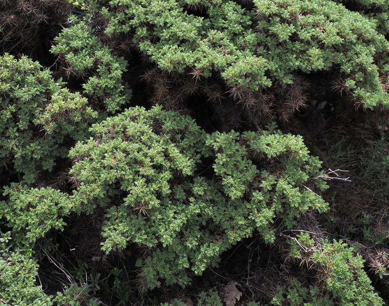 Gum Tragacanth Milkvetch photo 6