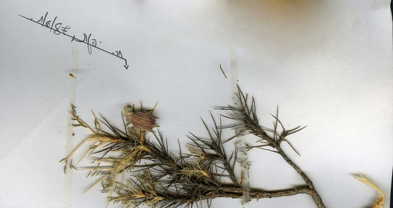 Gum Tragacanth Milkvetch photo 7