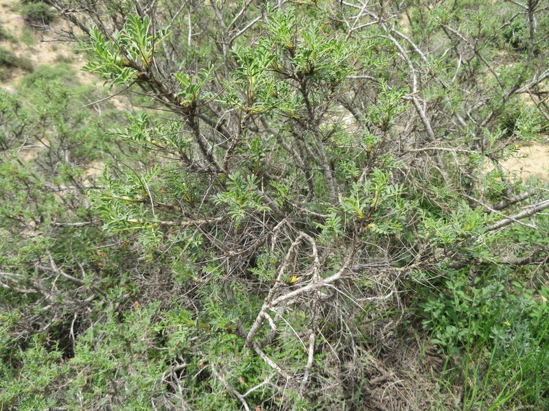 Gum Tragacanth Milkvetch photo 8
