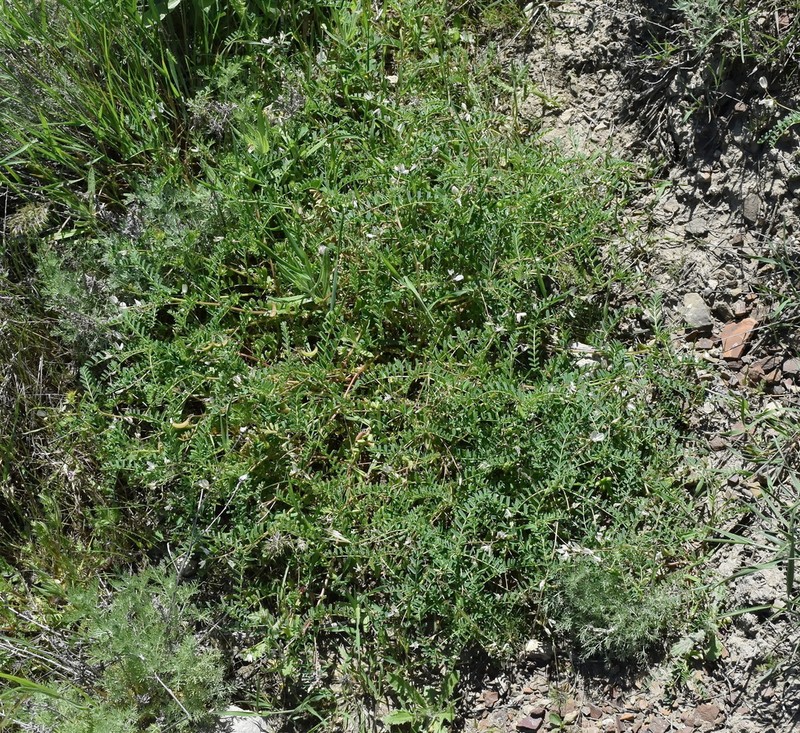 Astragalus guttatus