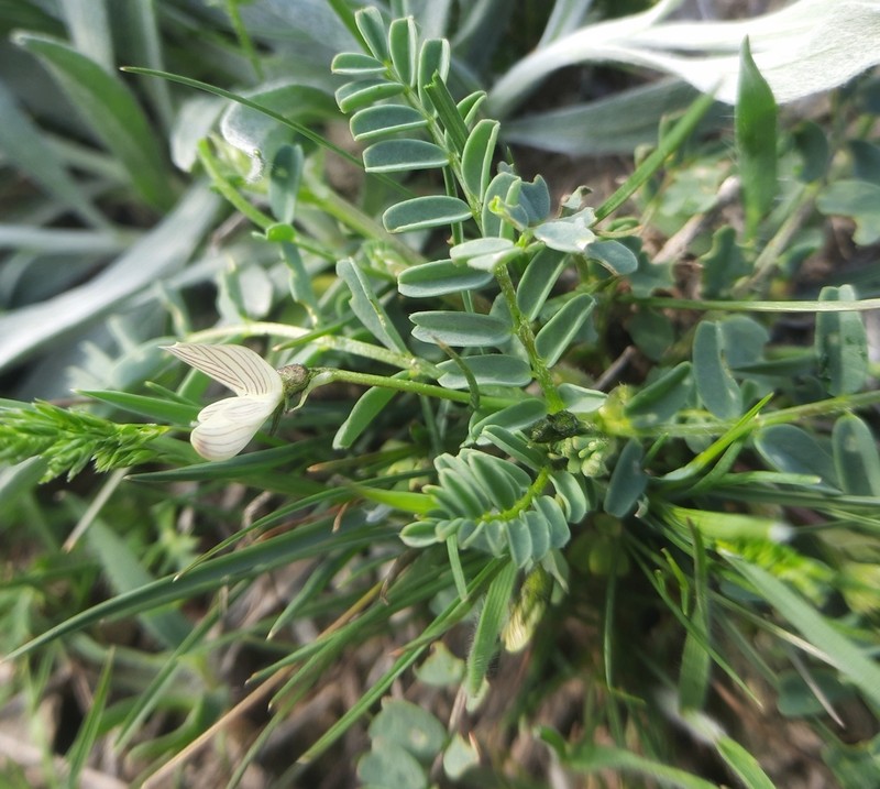 Astragalus guttatus photo 2