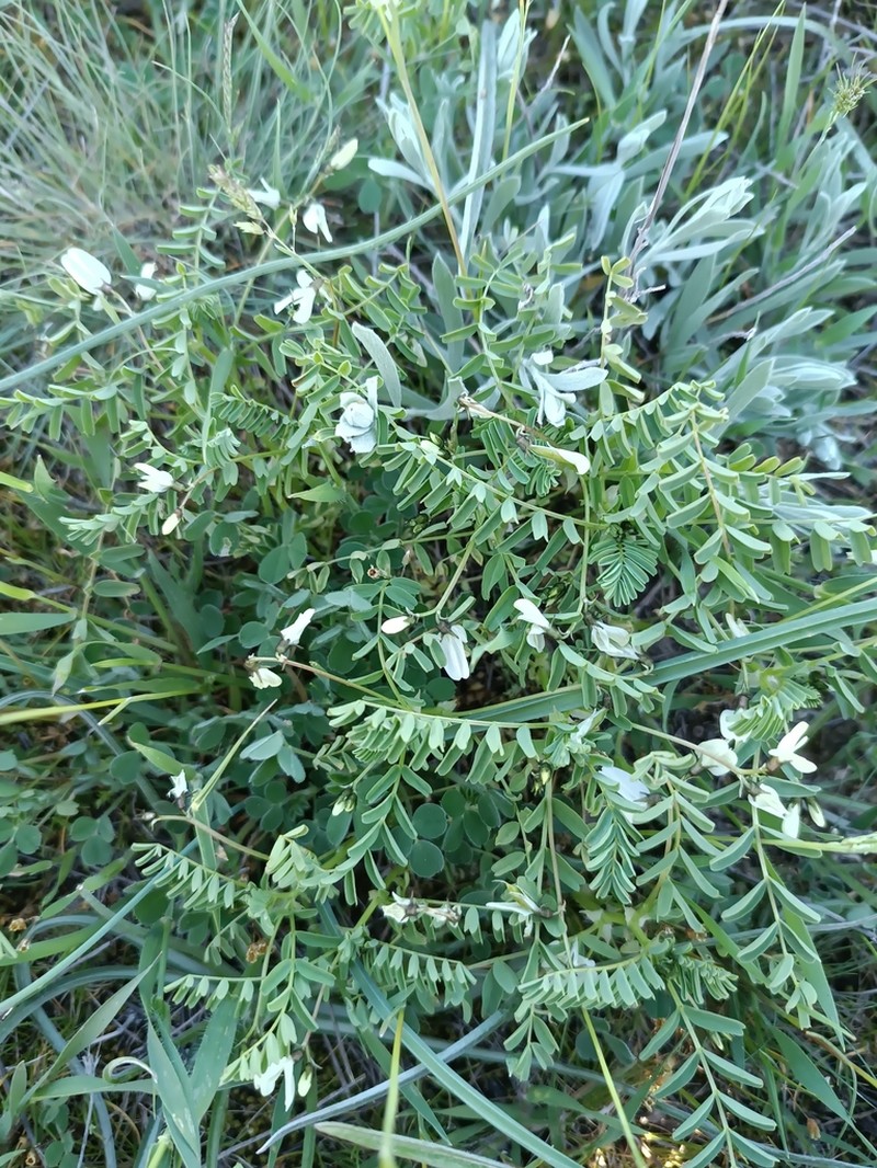 Astragalus guttatus photo 3