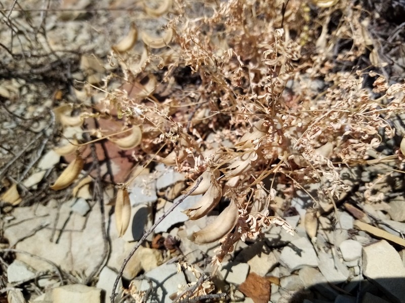 Astragalus guttatus photo 4