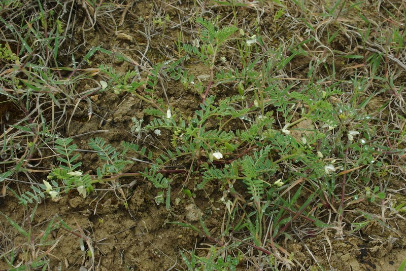 Astragalus guttatus photo 5