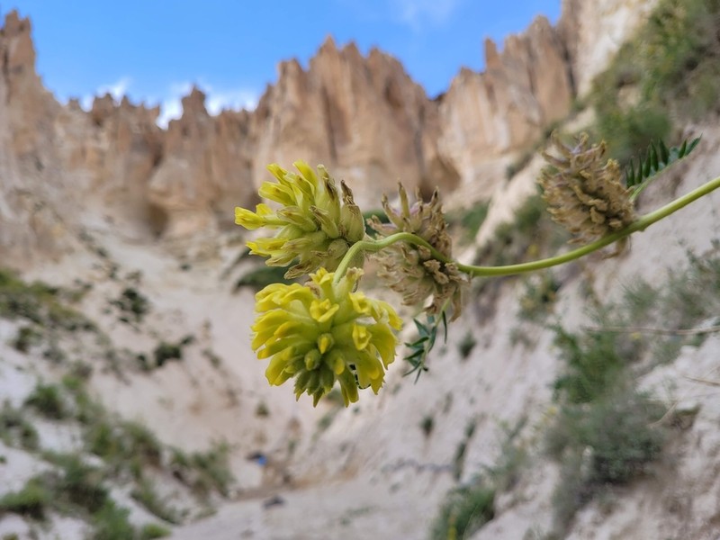Astragalus gymnalopecias