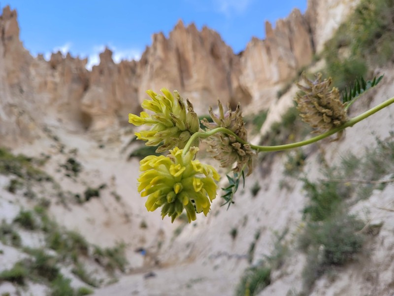 Astragalus gymnalopecias photo 2