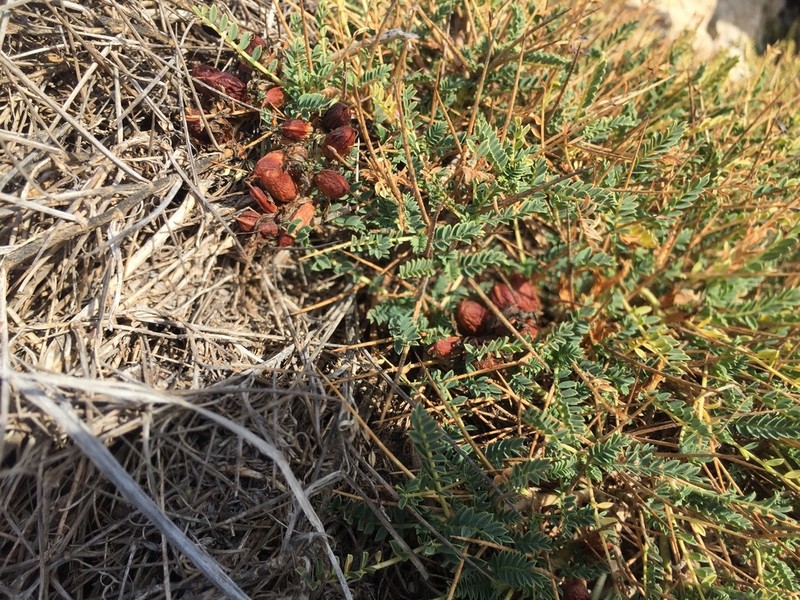 Astragalus gymnolobus