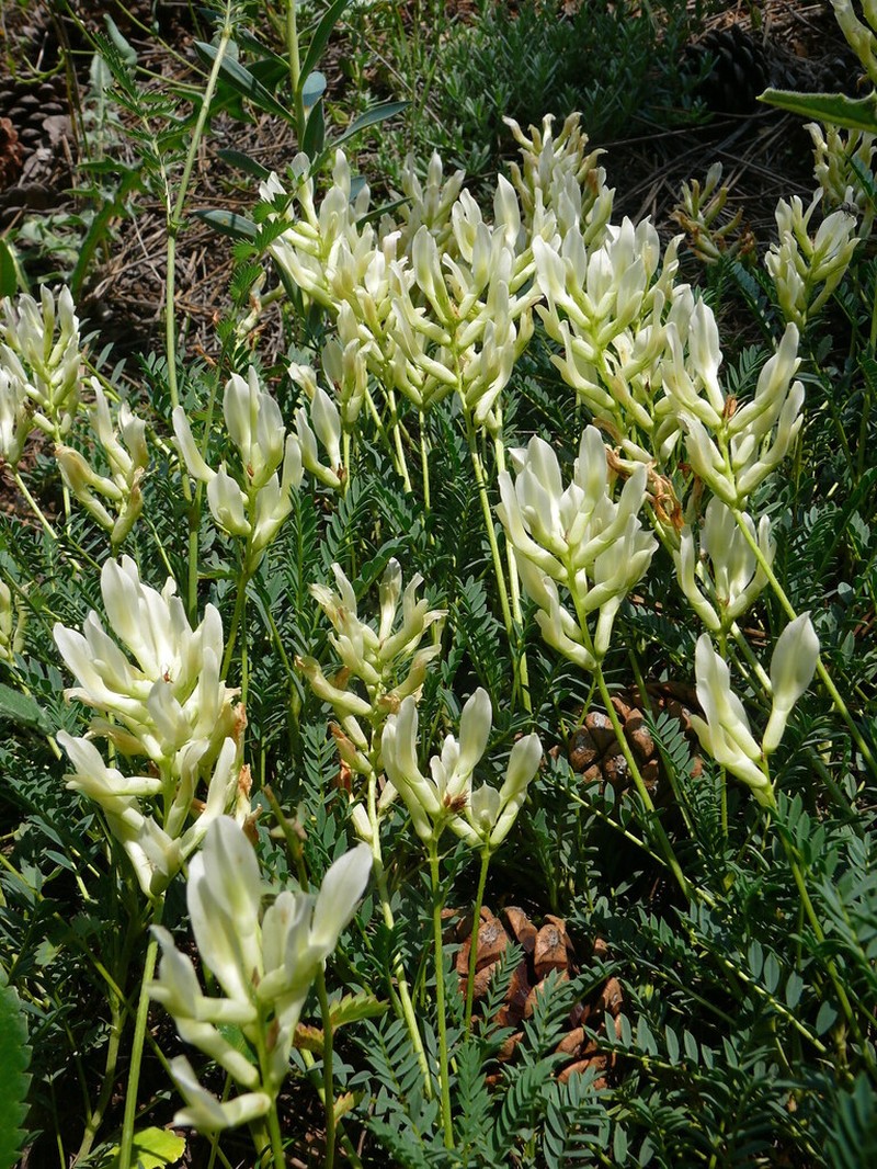 Astragalus gymnolobus photo 2