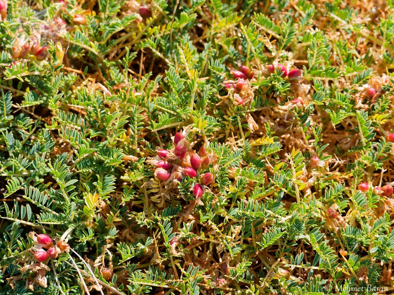 Astragalus gymnolobus photo 3