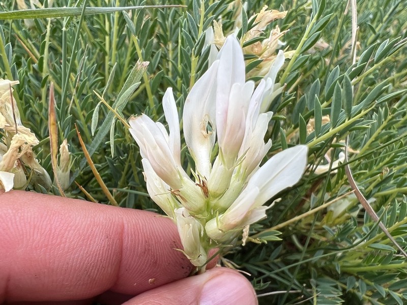 Astragalus gymnolobus photo 4