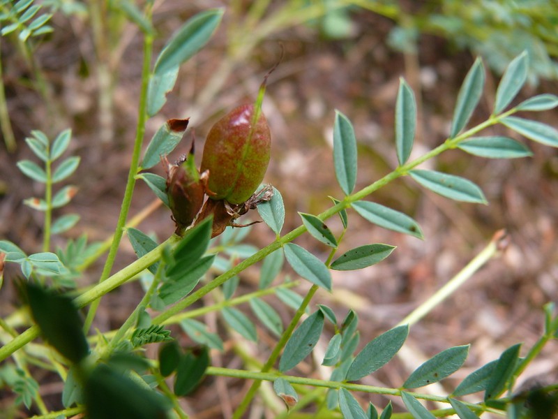 Astragalus gymnolobus photo 5