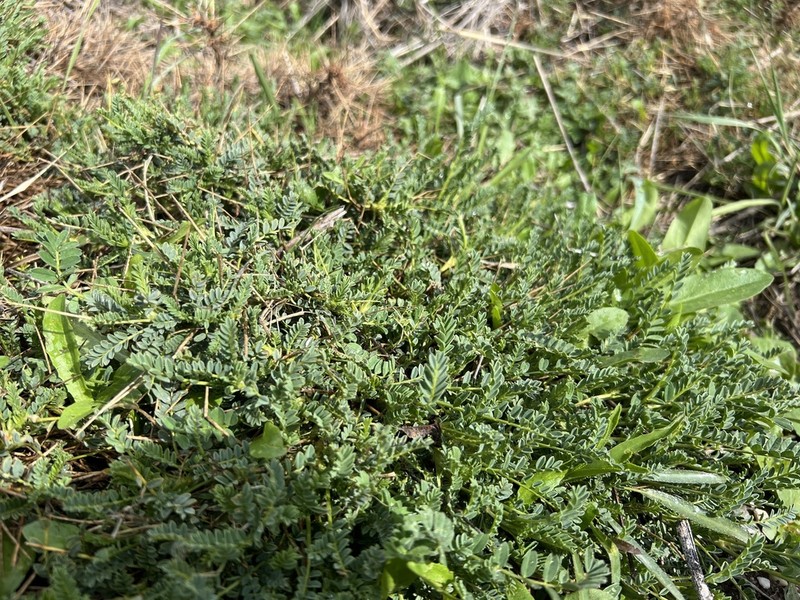 Astragalus gymnolobus photo 6