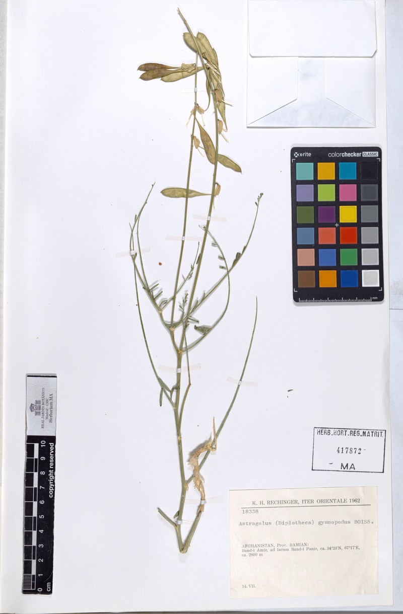 Astragalus gymnopodus
