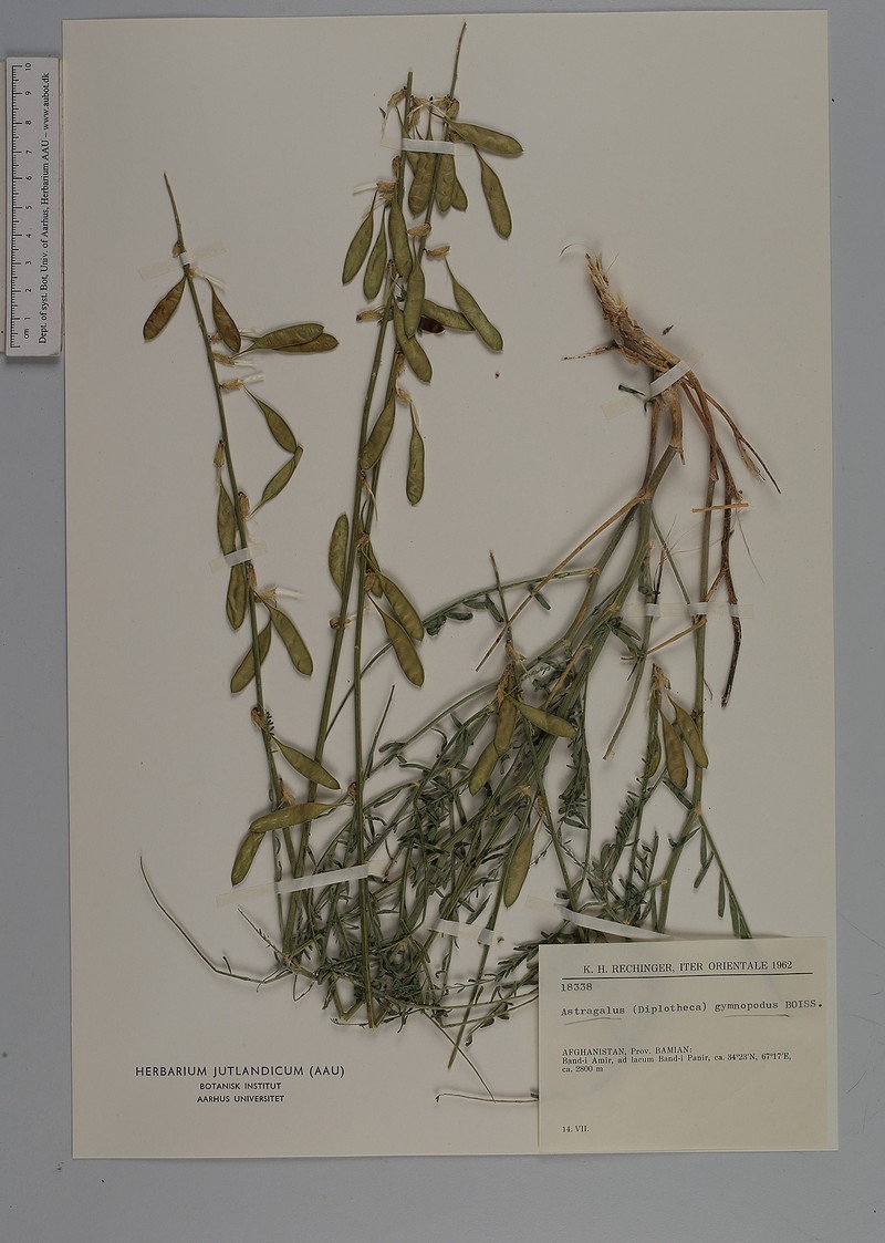 Astragalus gymnopodus photo 2