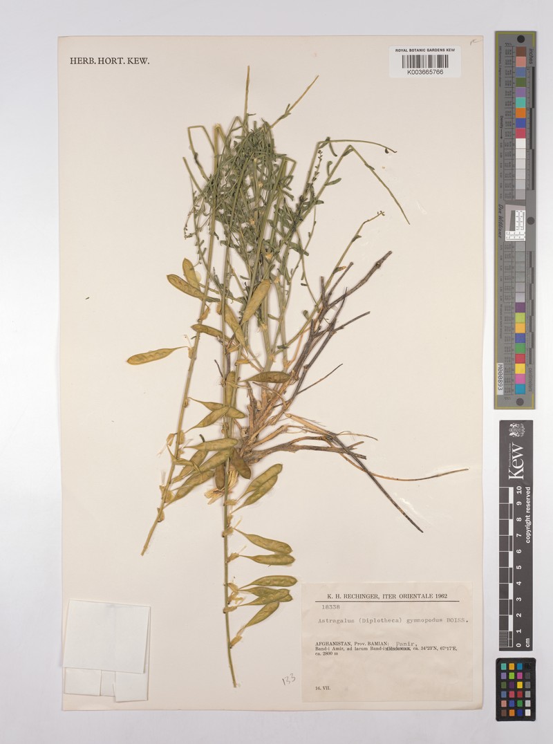 Astragalus gymnopodus photo 3
