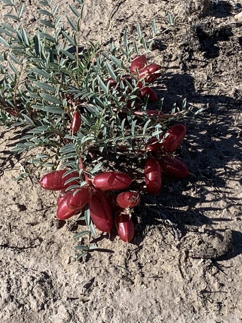 Gypsum Milkvetch