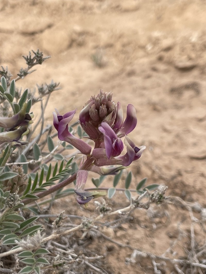 Gypsum Milkvetch photo 2