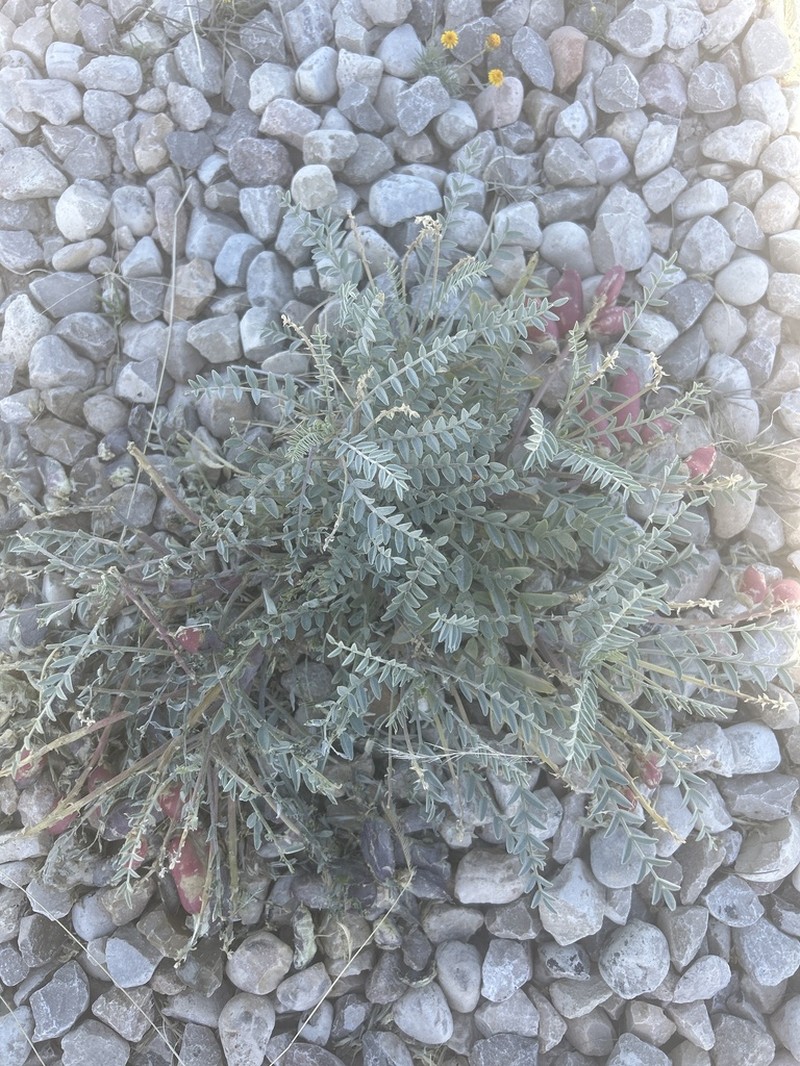 Gypsum Milkvetch photo 3