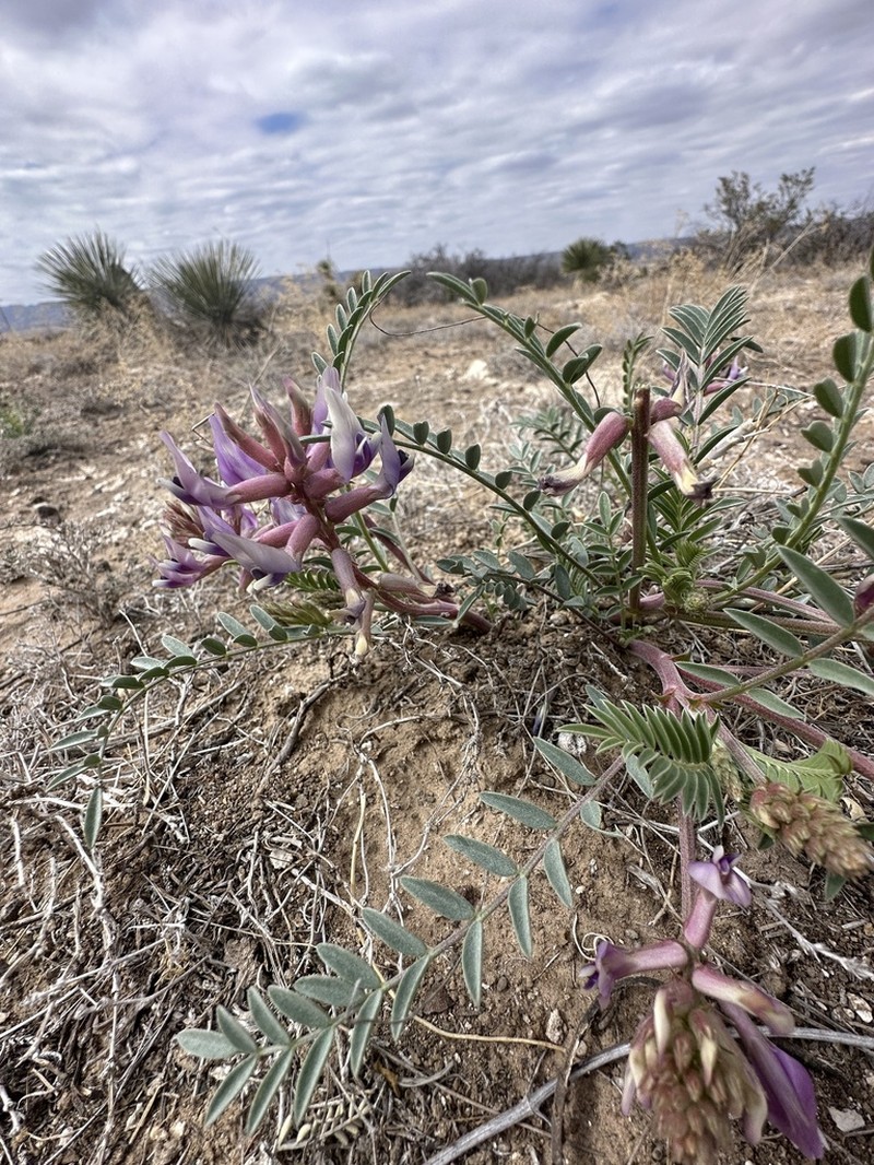 Gypsum Milkvetch photo 4