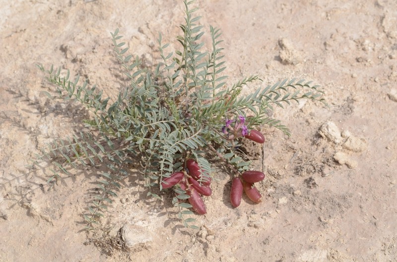 Gypsum Milkvetch photo 5