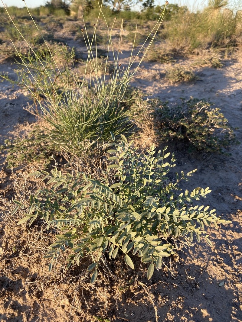 Gypsum Milkvetch photo 6
