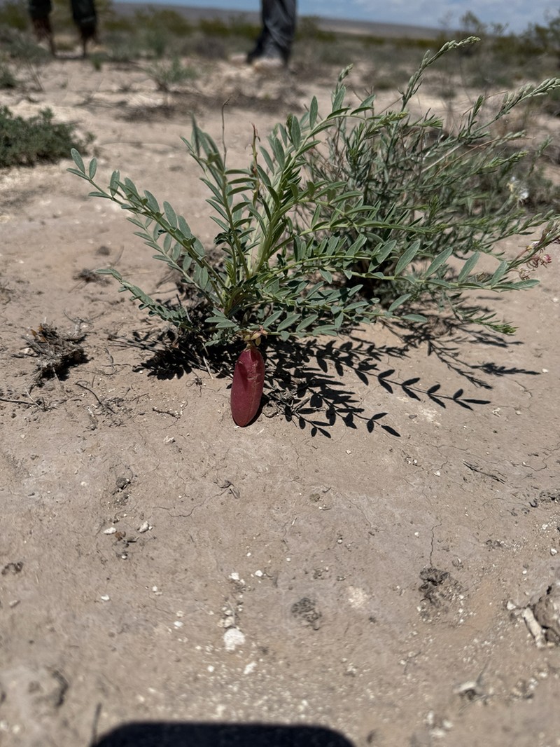 Gypsum Milkvetch photo 7