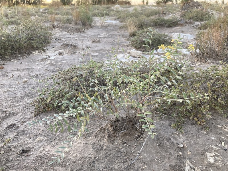 Gypsum Milkvetch photo 8