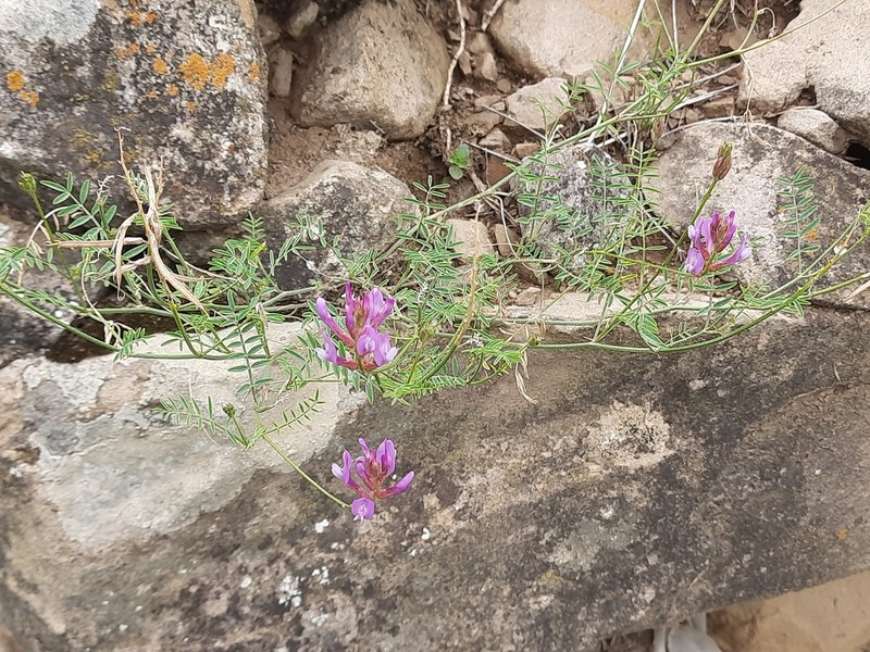 Astragalus haesitabundus