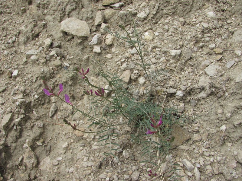 Astragalus haesitabundus photo 2