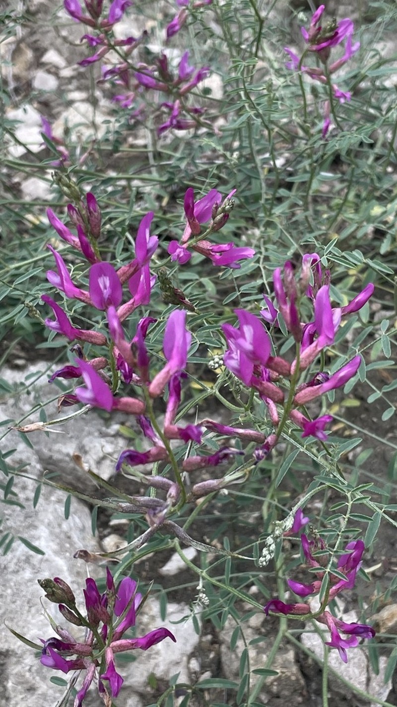Astragalus haesitabundus photo 3