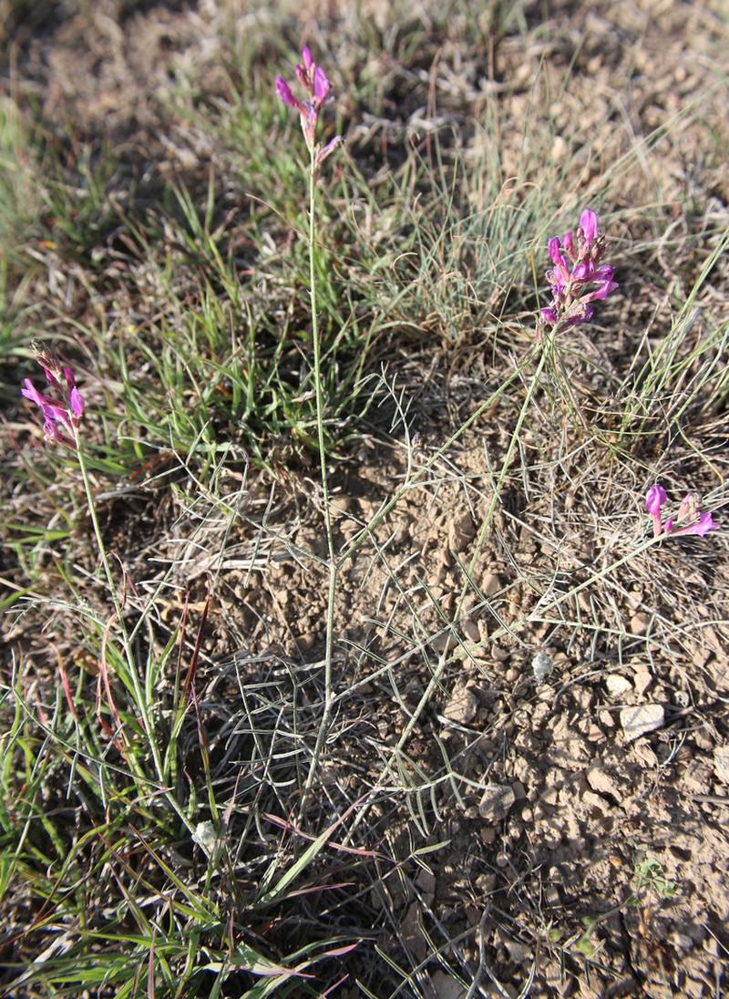 Astragalus haesitabundus photo 4