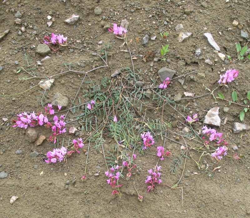 Astragalus haesitabundus photo 5
