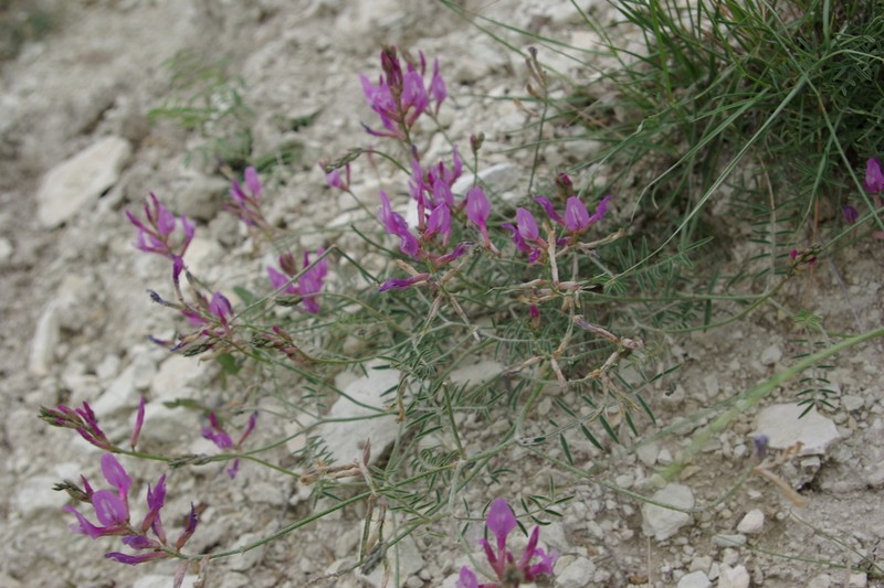 Astragalus haesitabundus photo 6
