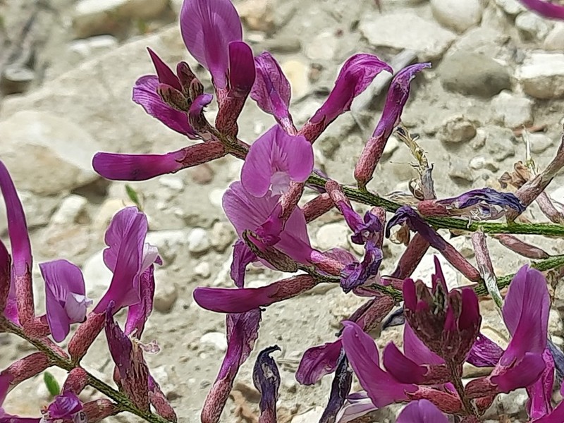 Astragalus haesitabundus photo 7