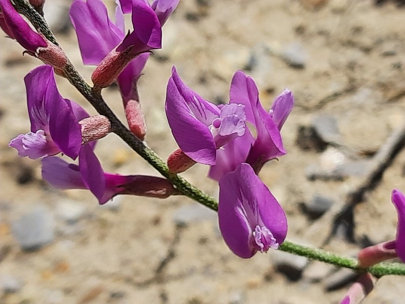 Astragalus haesitabundus photo 8