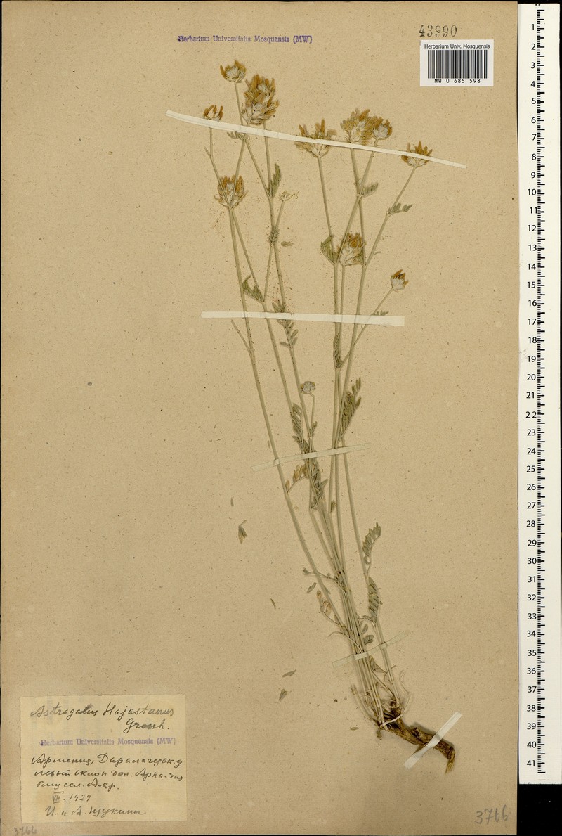 Astragalus hajastanus