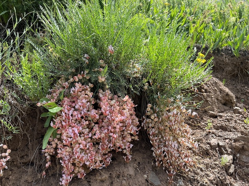 Astragalus halicacabus