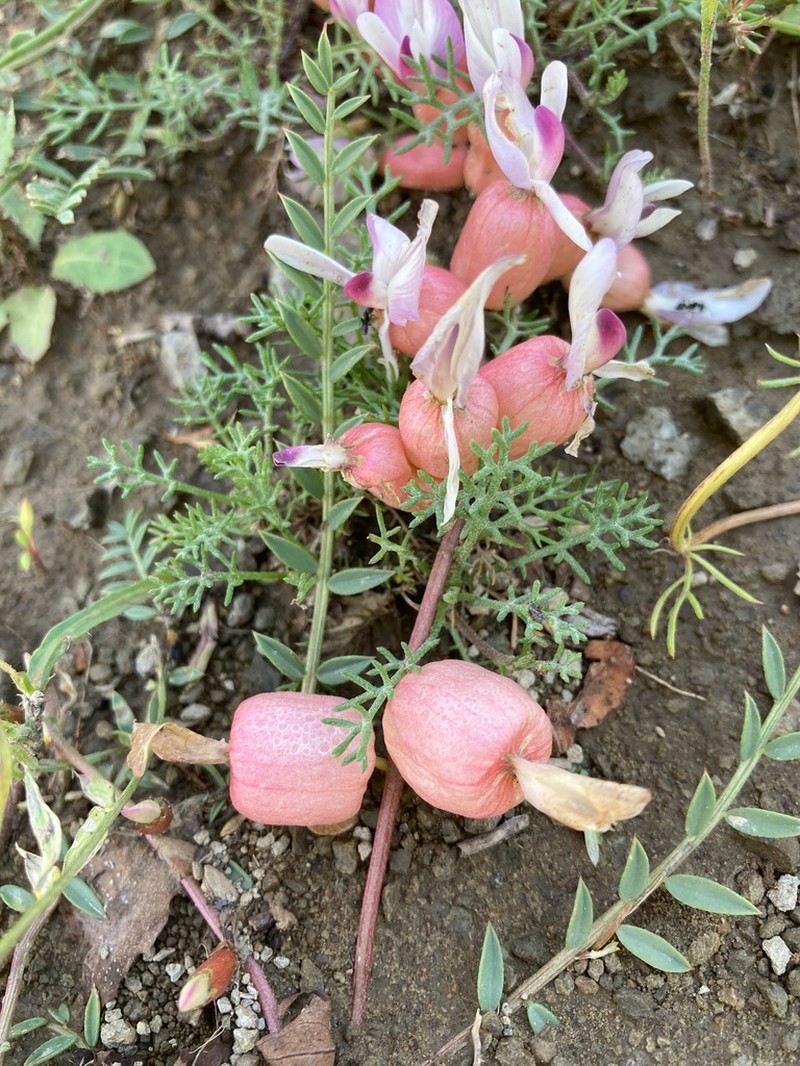 Astragalus halicacabus photo 2