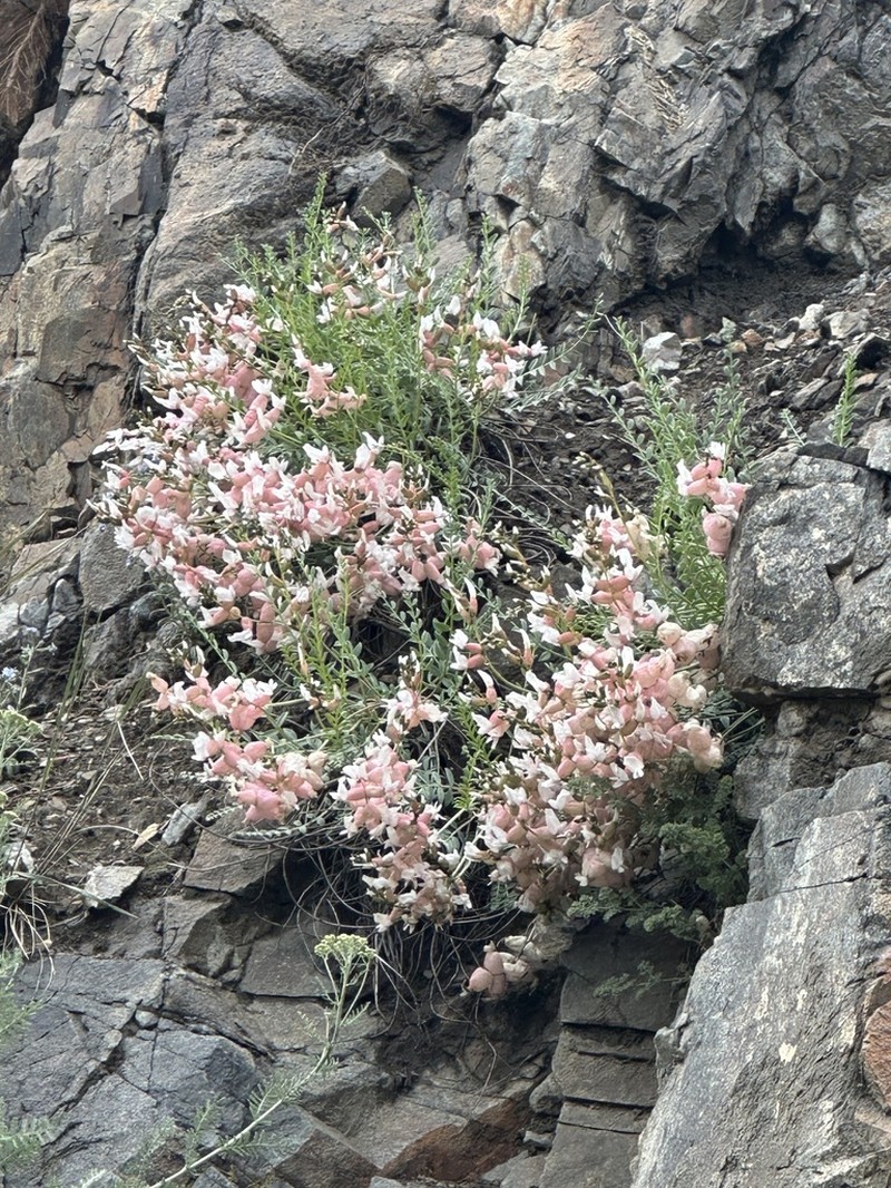 Astragalus halicacabus photo 3