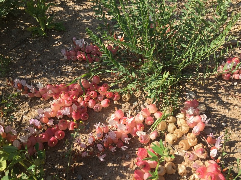 Astragalus halicacabus photo 4