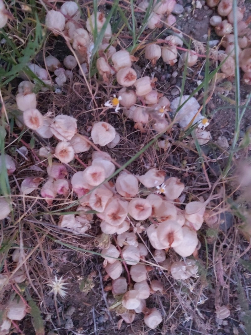 Astragalus halicacabus photo 5