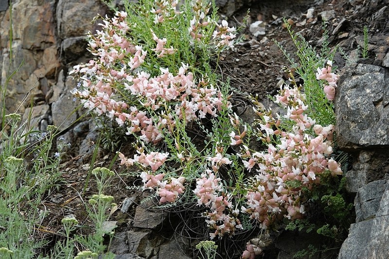 Astragalus halicacabus photo 6