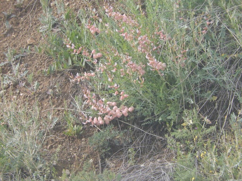 Astragalus halicacabus photo 7