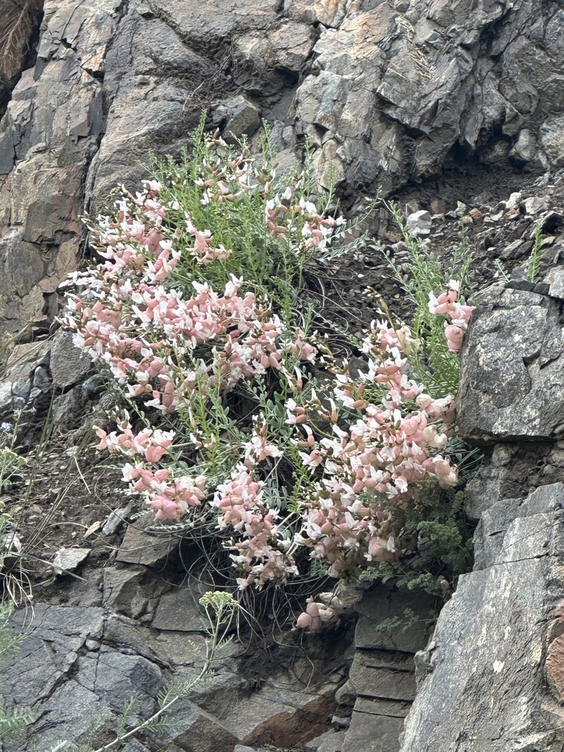 Astragalus halicacabus photo 8