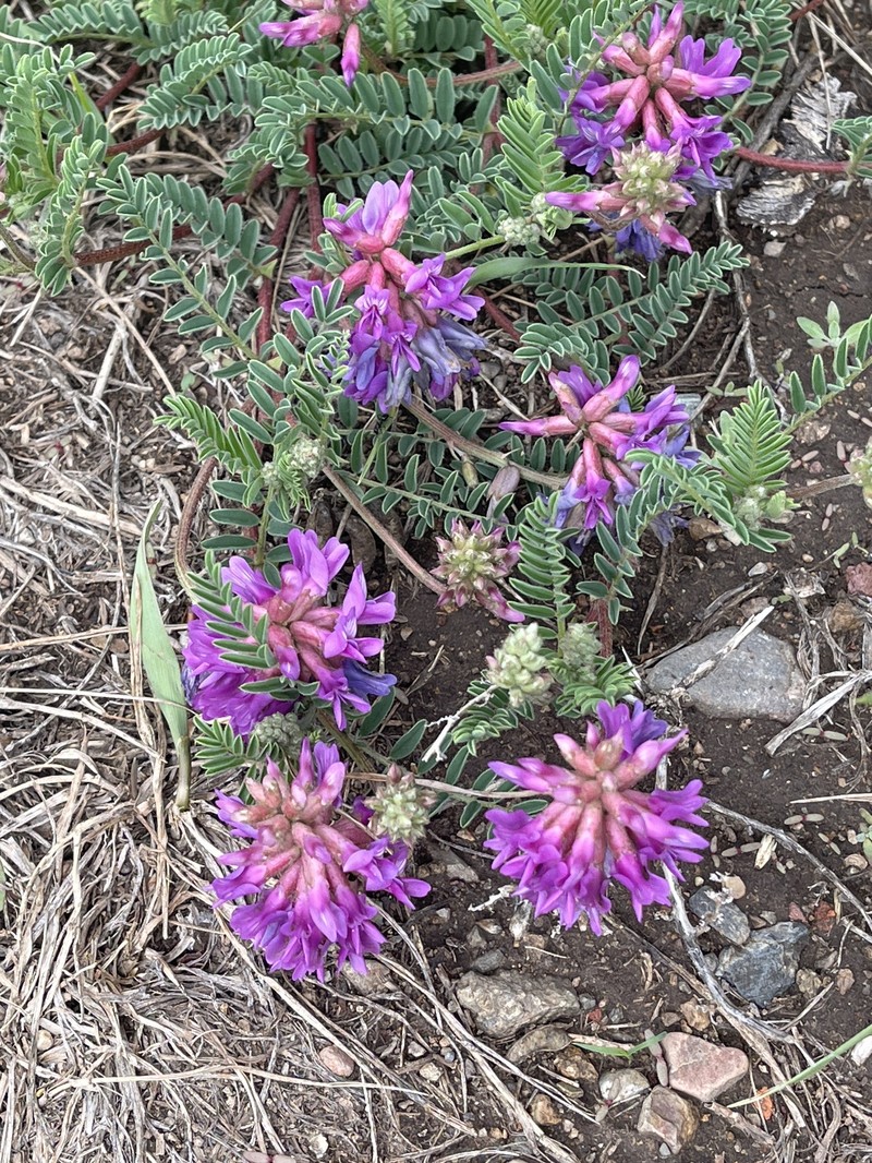 Hall's Milkvetch