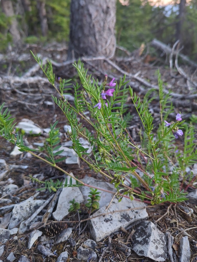 Hall's Milkvetch photo 3