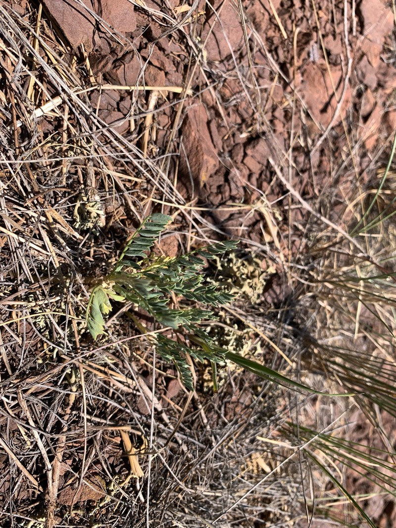 Hall's Milkvetch photo 4