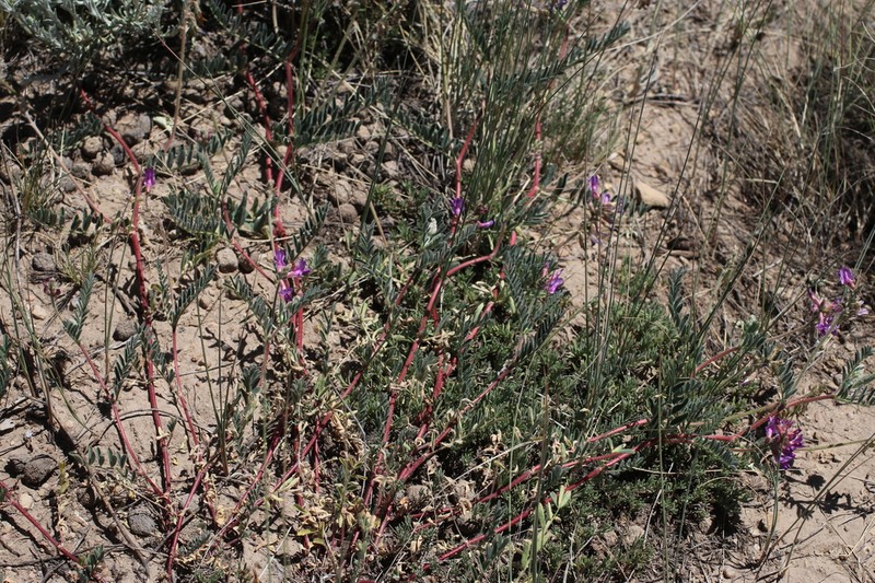 Hall's Milkvetch photo 5