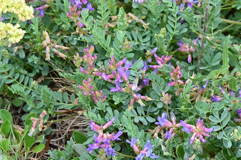 Hall's Milkvetch photo 6